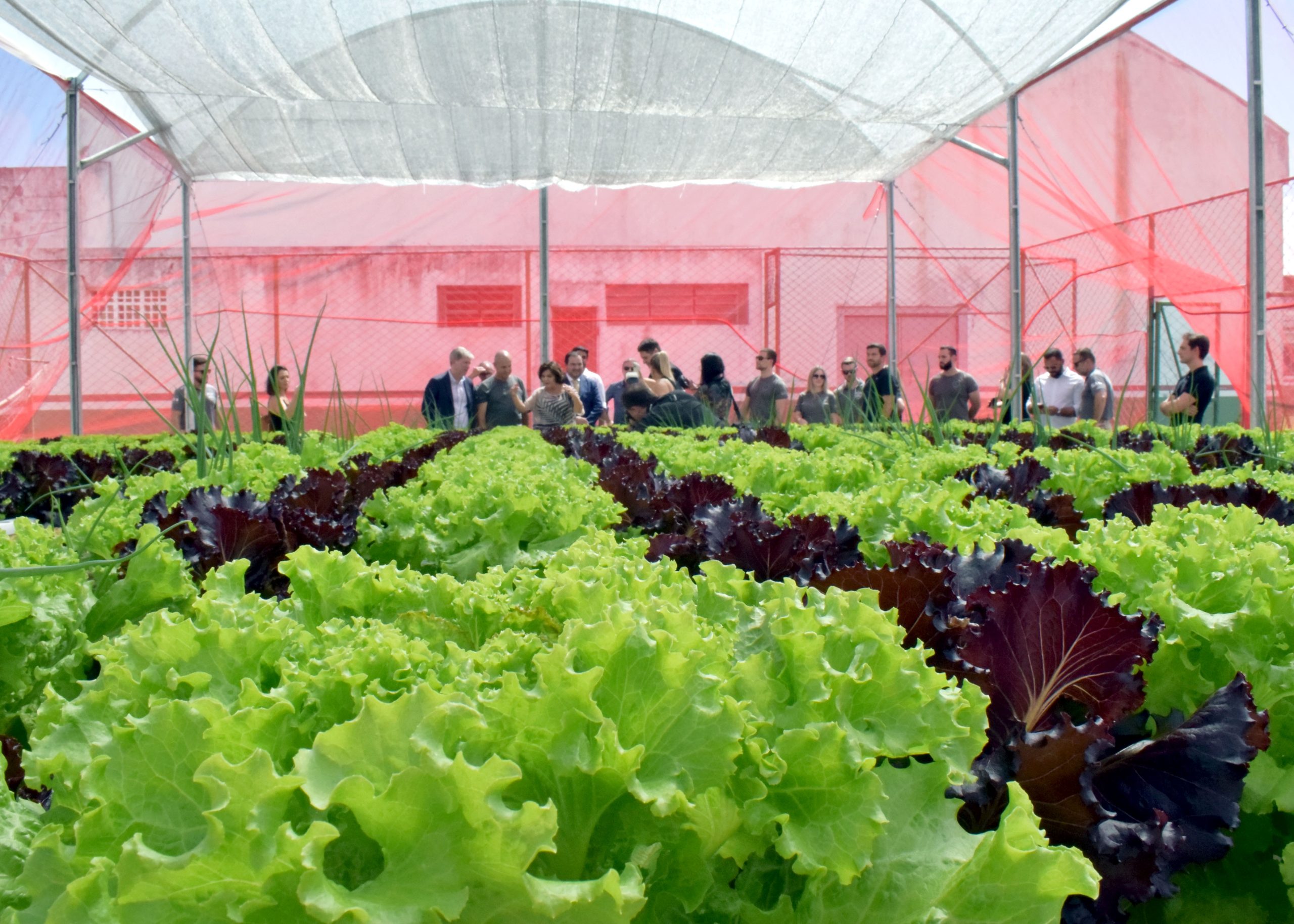 horta hidro 32