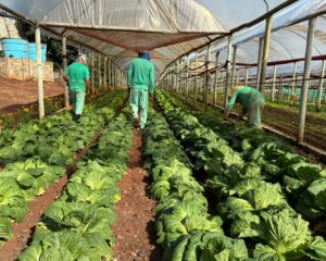 Penitenciária Agrícola de Chapecó é exemplo de produção de alimentos e ressocialização