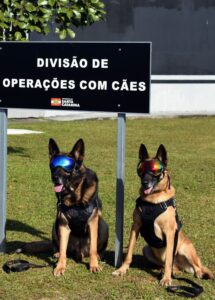 Bravos, leais e altamente treinados: os cães da Polícia Penal de SC ajudam a manter a ordem no sistema prisional