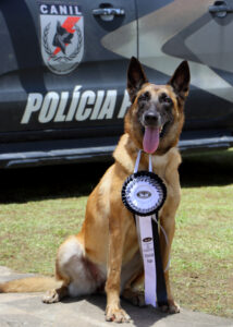 Cão policial Vegas se aposenta na Polícia Penal de Santa Catarina e busca um novo lar