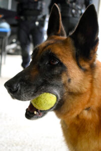 Cão policial Vegas se aposenta na Polícia Penal de Santa Catarina e encontra um novo lar