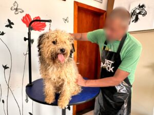 ReabilitaCÃO inicia nova turma de banho e tosa e reforça qualificação profissional no sistema prisional